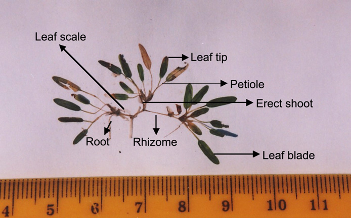 Halophila beccarii labelled (Abu Hena M K, 2007).jpg