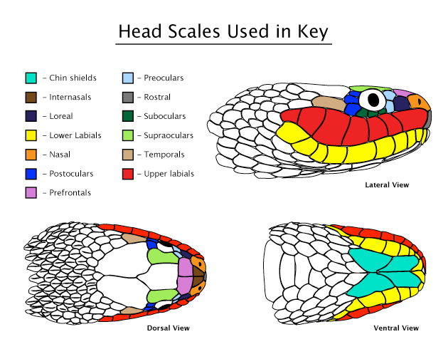 Head scales used in key.png