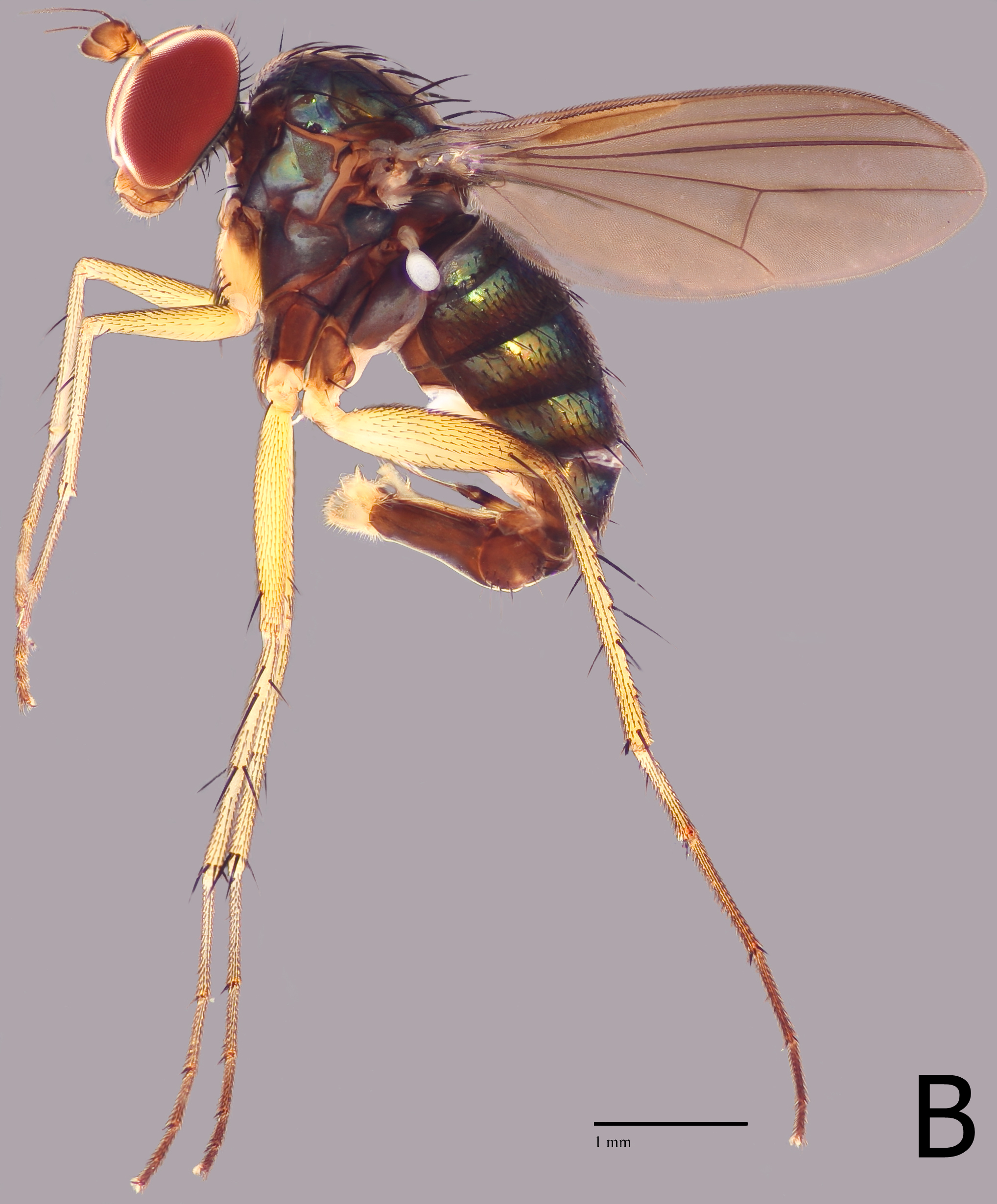 Hercostomuslanceolatus(LCKNHM).png