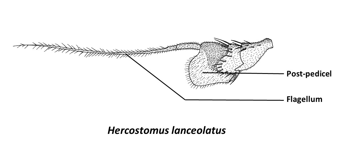 Hercostomuslanceolatus(Zhangetal)-annotatedantenna2.jpg