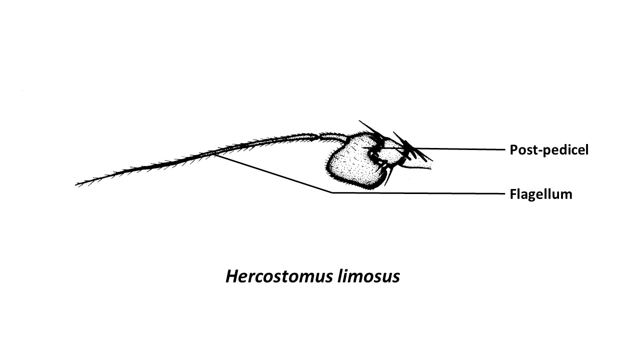 Hercostomuslimosus(Zhangetal)-annotatedantenna2.jpg
