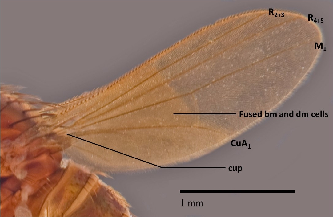 Hercostomusmeieri(LCKNHM)-annotatedwing2.jpg