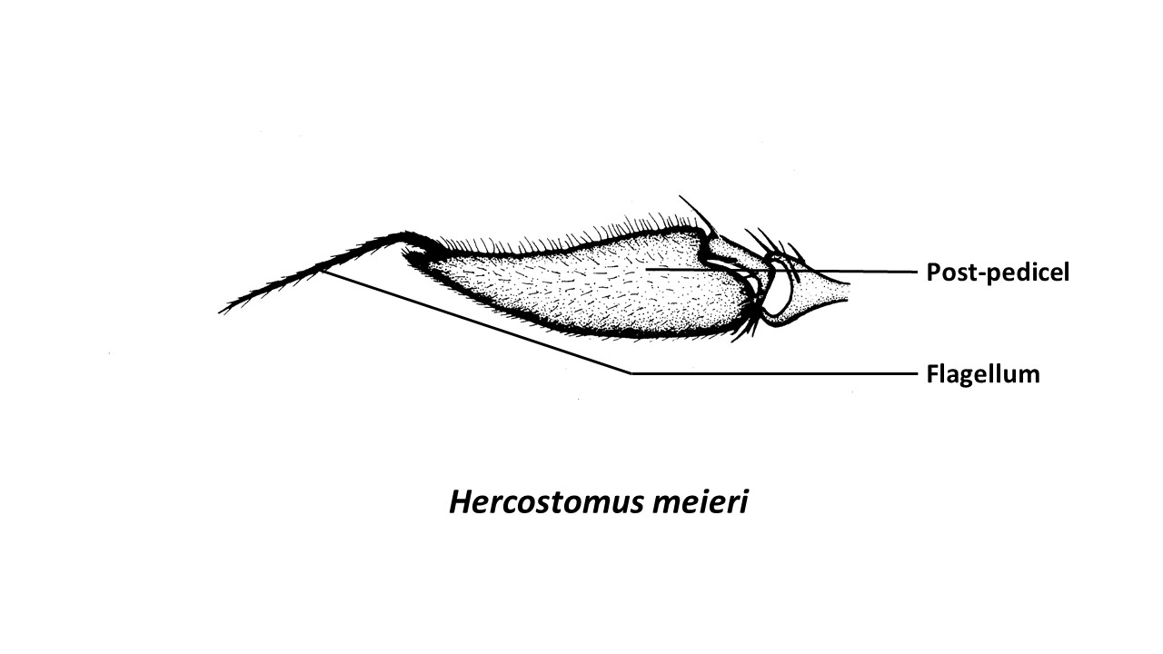 Hercostomusmeieri(Zhangetal)-annotatedantenna2.jpg