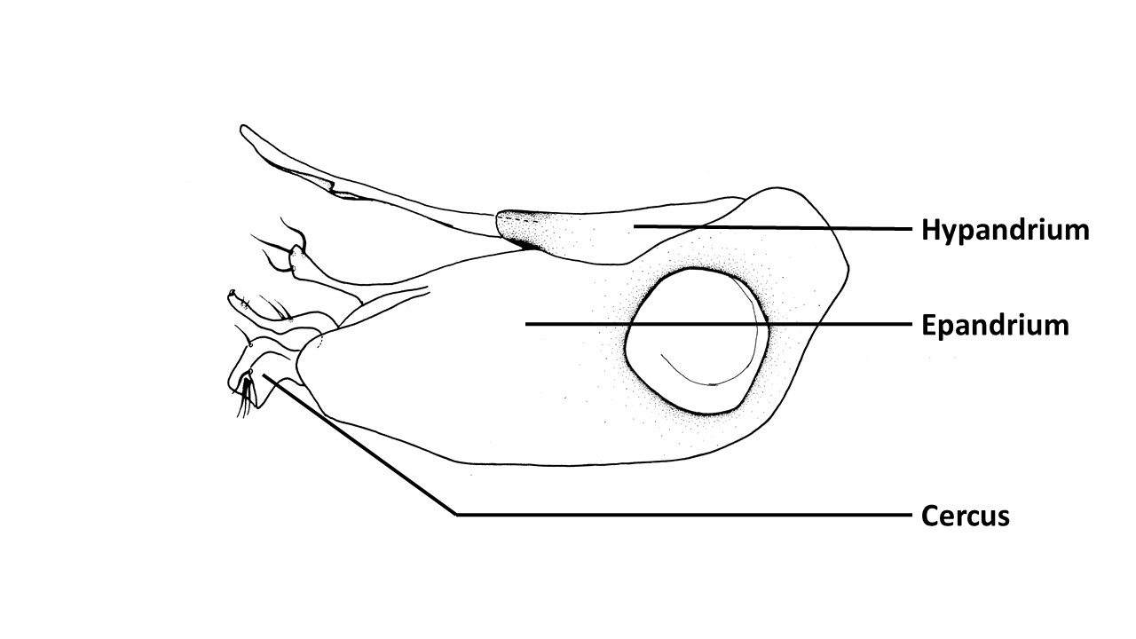 Hercostomusmeieri(Zhangetal)-annotatedgenitalia.jpg