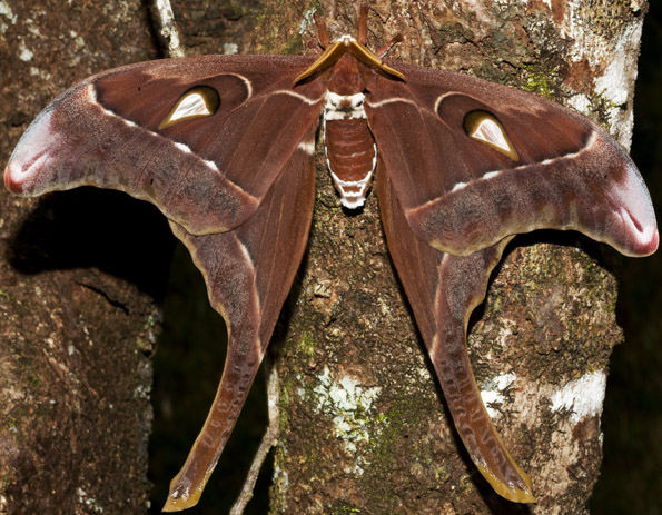 Hercules moth.jpg