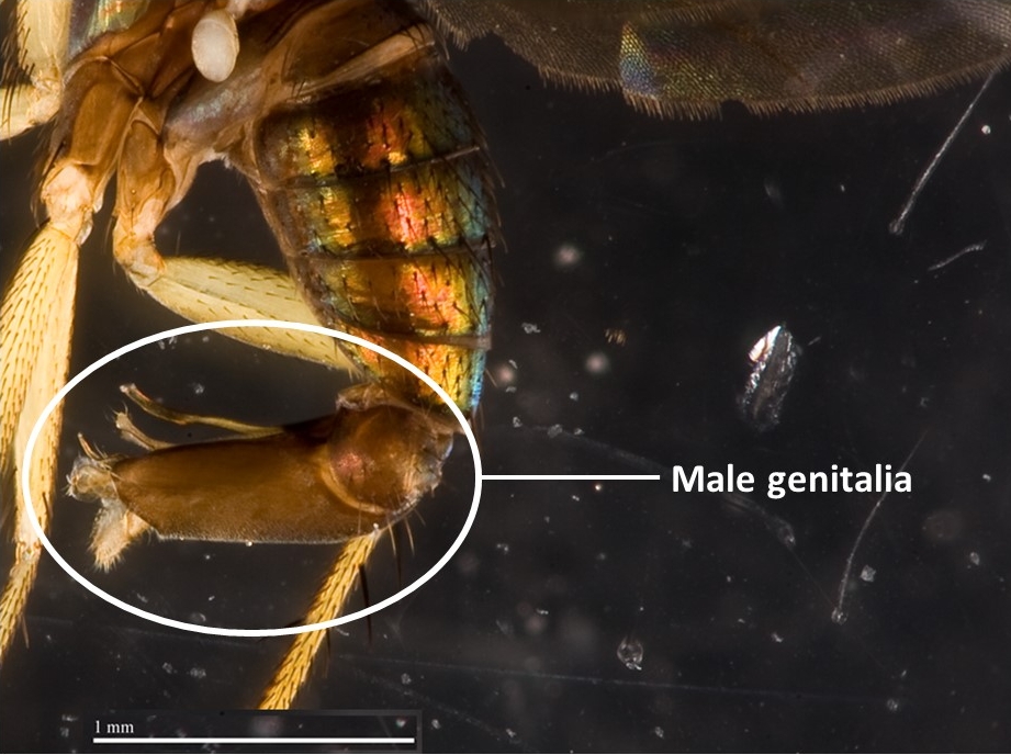 Hmeieri-annotatedgenitalia.jpg