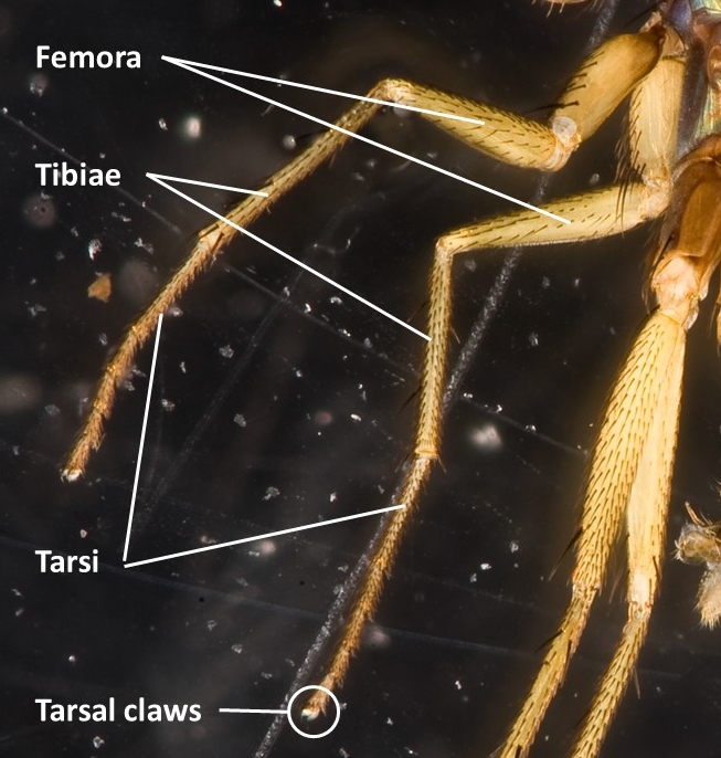 Hmeieri-annotatedleg.jpg