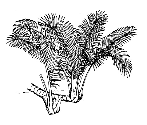 Illustration of Nipah.jpg