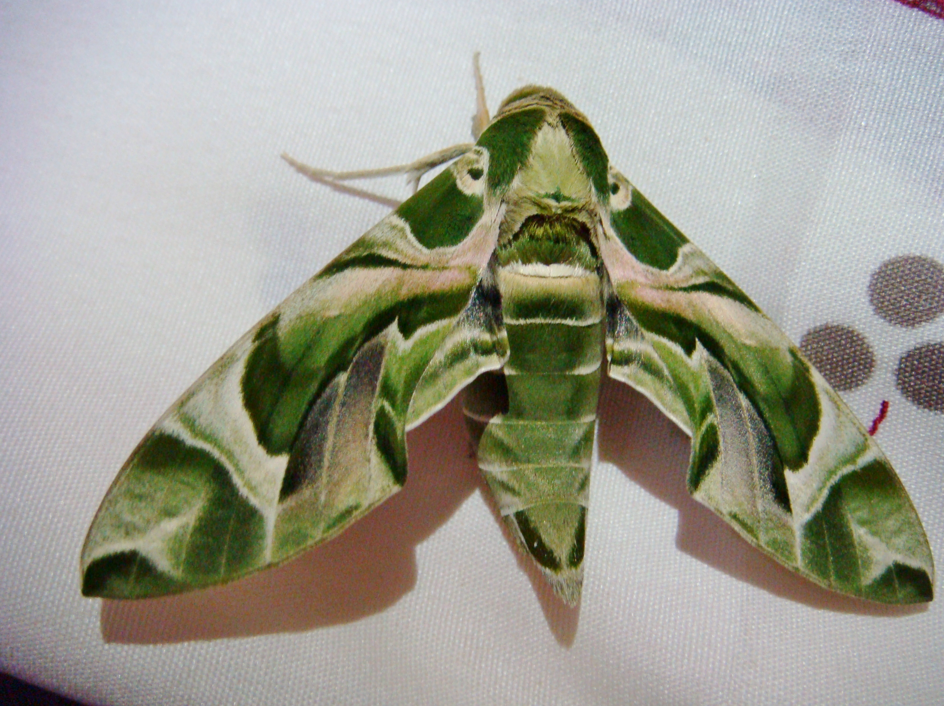 Imago-wing pattern.JPG