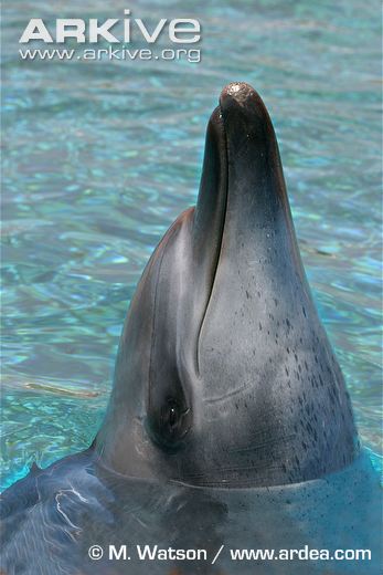 Indian-Ocean-bottlenose-dolphin-portrait.jpg