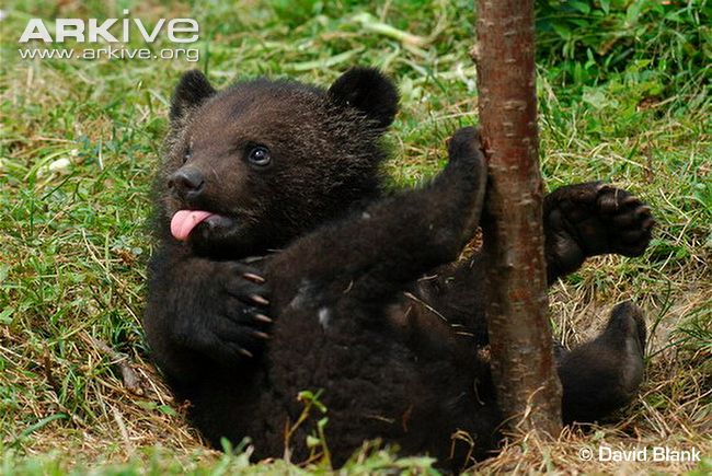 Infant-Asiatic-black-bear-with-tongue-out.jpg