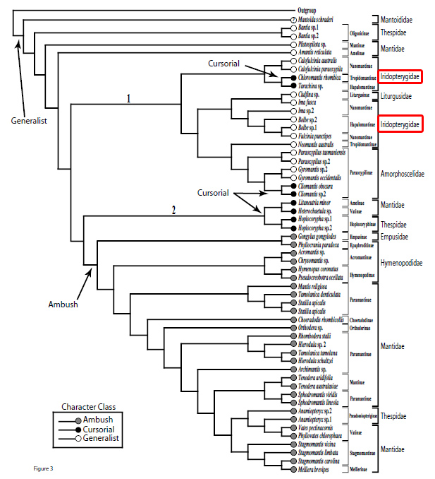 Iridopterygidae phylogeny.jpg