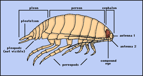 Isopoda anatomy.gif
