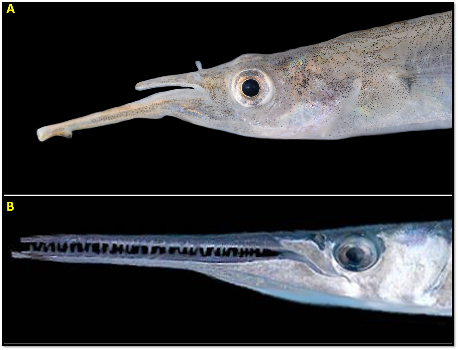 Jaws of halfbeaks and needle fish.png