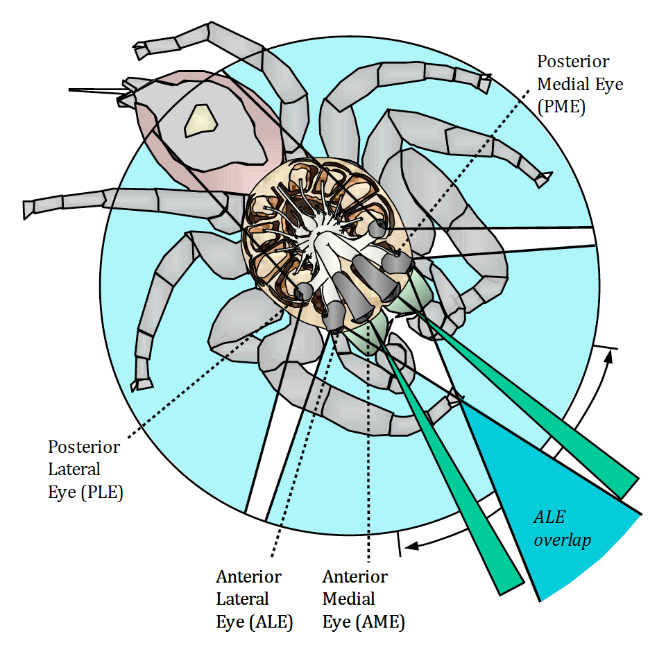 Jumping_spider_vision_David_Hill.png