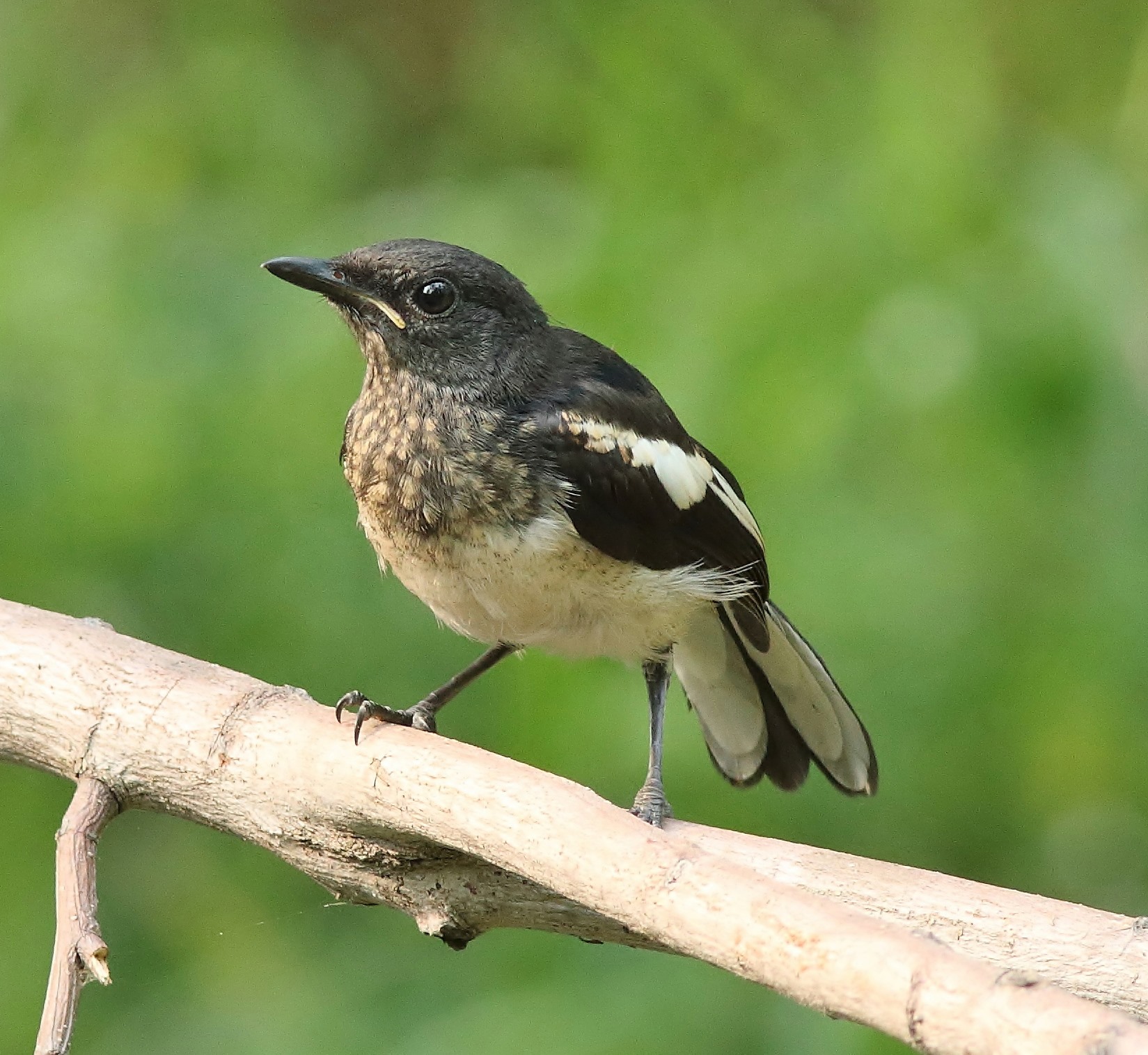 Juvenile Oriental Magpie-robin 1.jpg