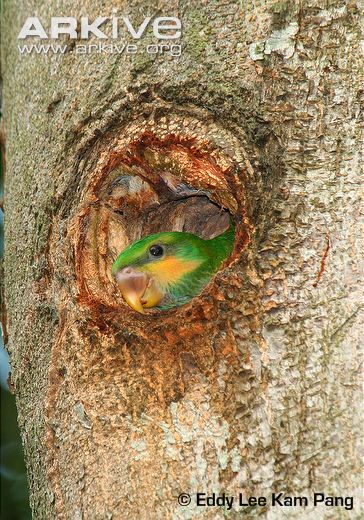 Juvenile-long-tailed-parakeet-in-nest-hole.jpg