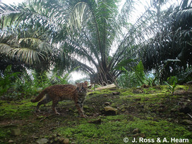 LC oil palm J.Ross A.Hearn HABITAT.jpg