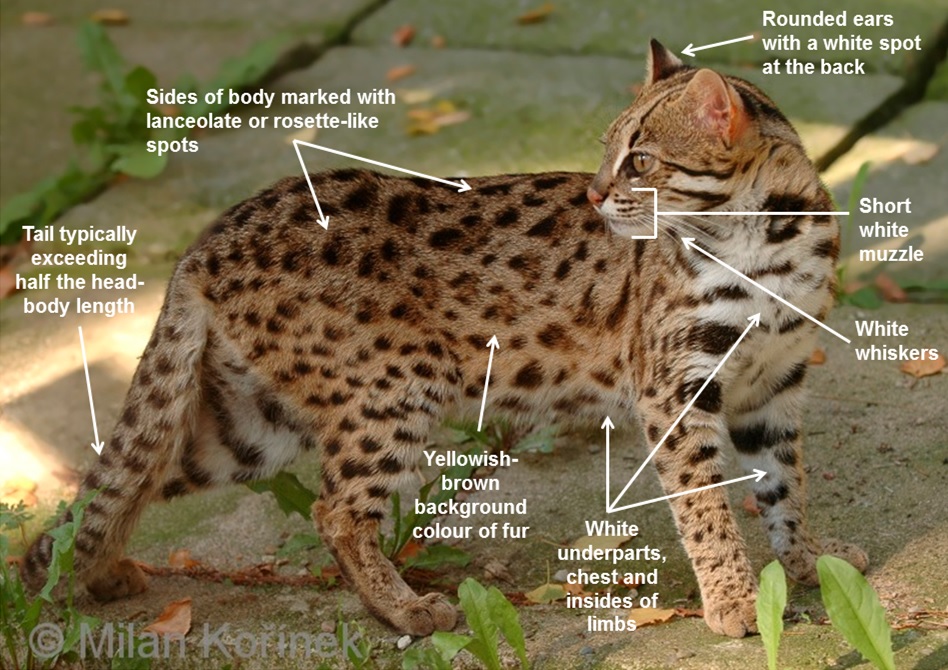 LEOPARDCATMILAN1.jpg