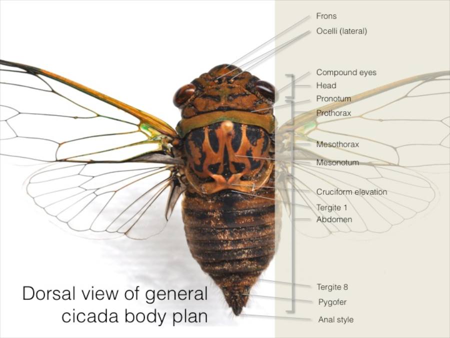 Labelled dorsal female (1).jpg