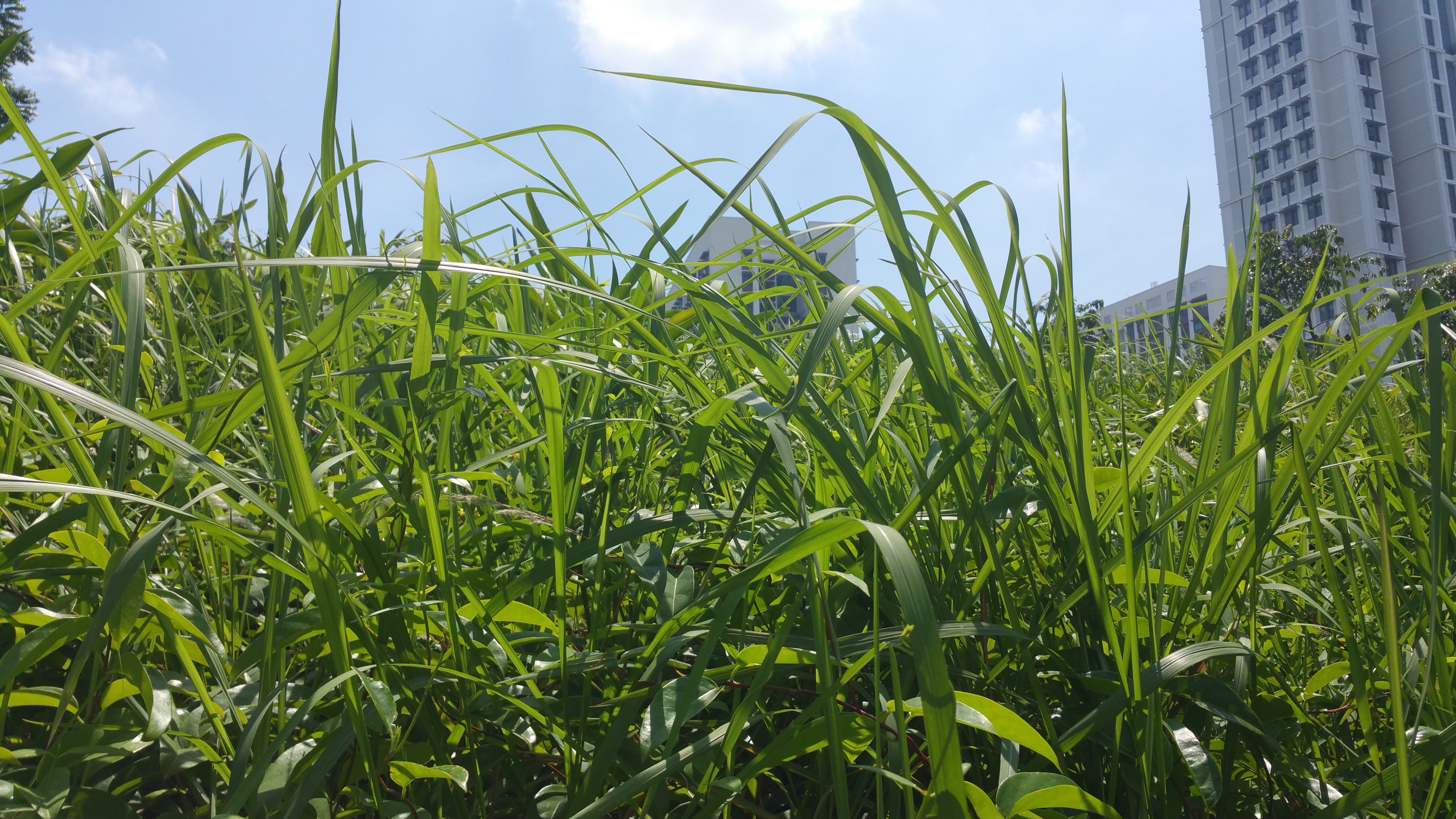 Lalang Grass near UTown.jpg