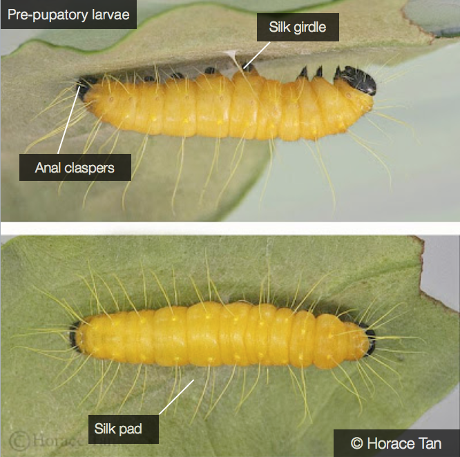 Late 5th Instar.png