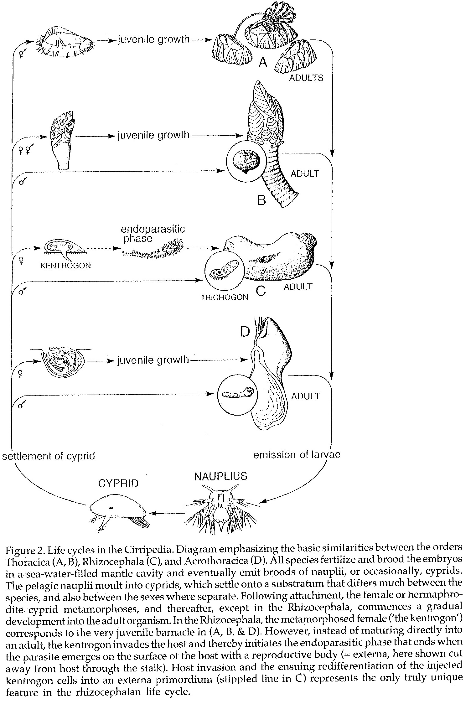 Life cycle of Cirripedes.jpg