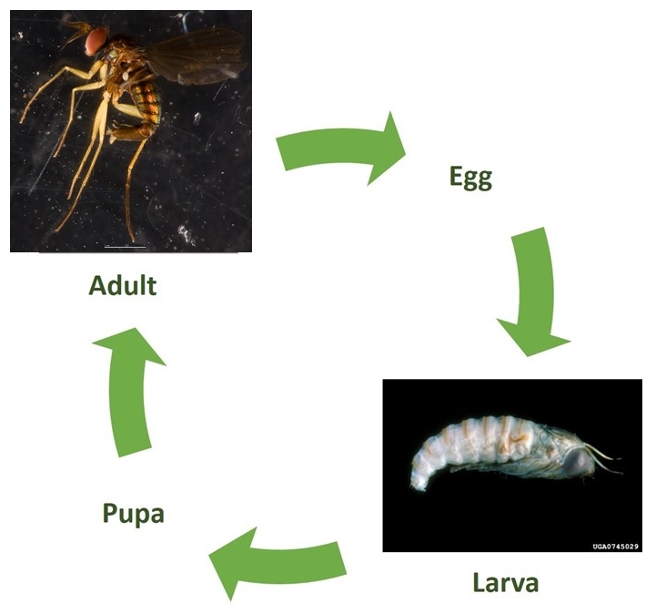 Lifecycle3.jpg