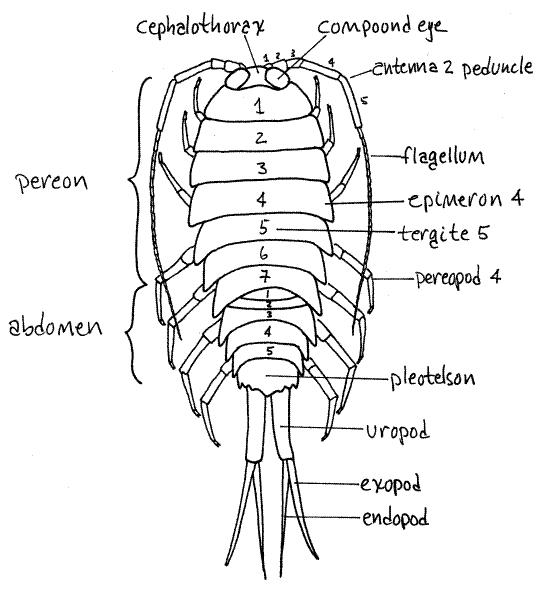 Ligia exotica anatomy (van Name 1936).gif