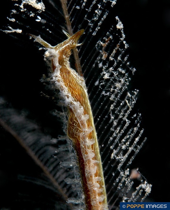 Lomanotus vermiformis.jpg