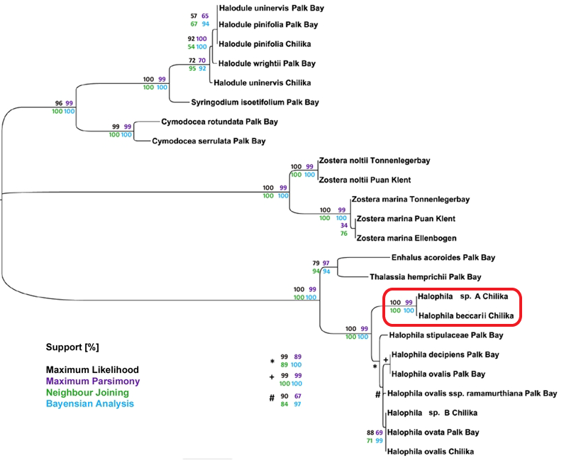 Lucas et al (2012) Phylogeny tree circled.png