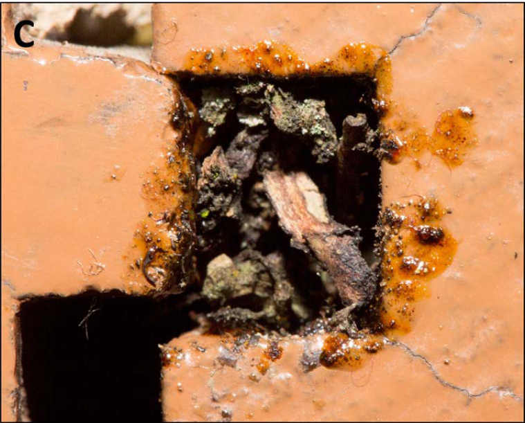 M. fulvipennis nest.PNG