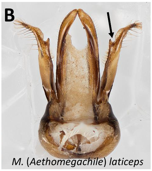 M. laticeps genitalia.PNG
