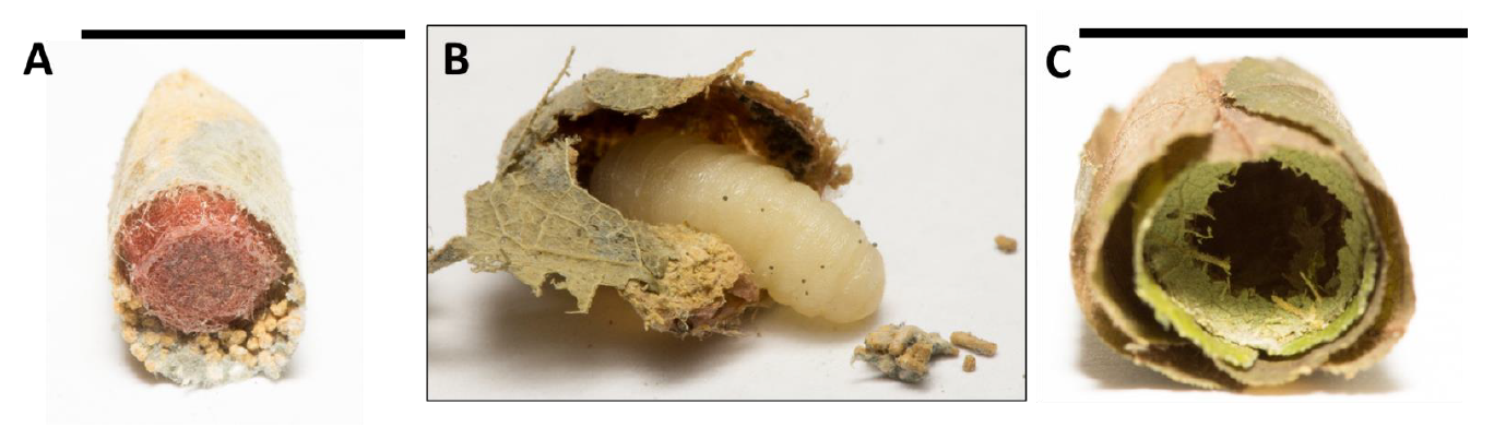 M. laticeps larva.PNG