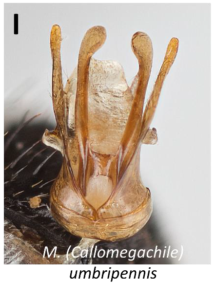M. umbripennis genitalia.PNG