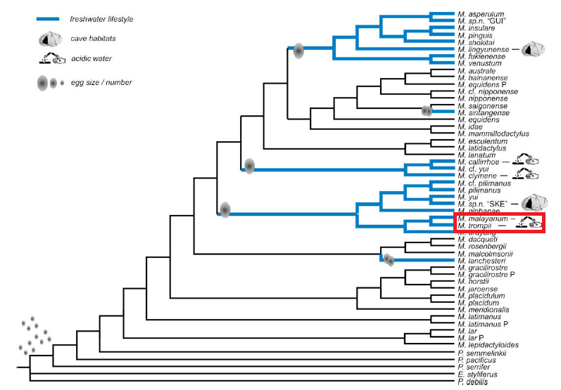 Macrobrachium_Phylogenetic and life history relationship.png
