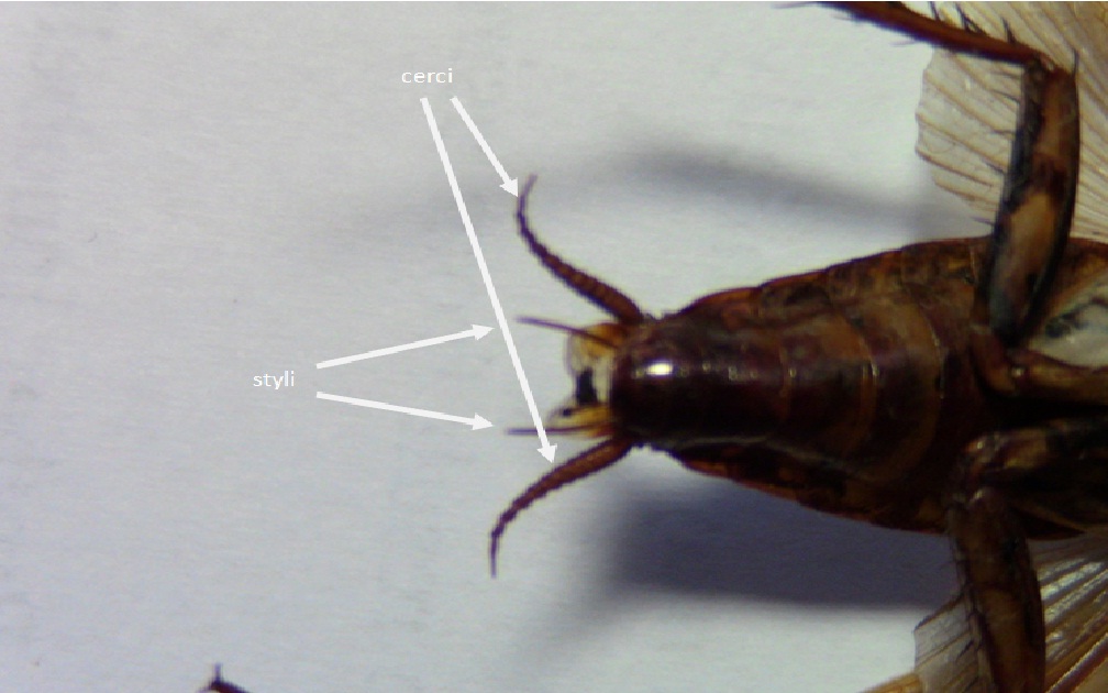Male American cockroach styli.jpg