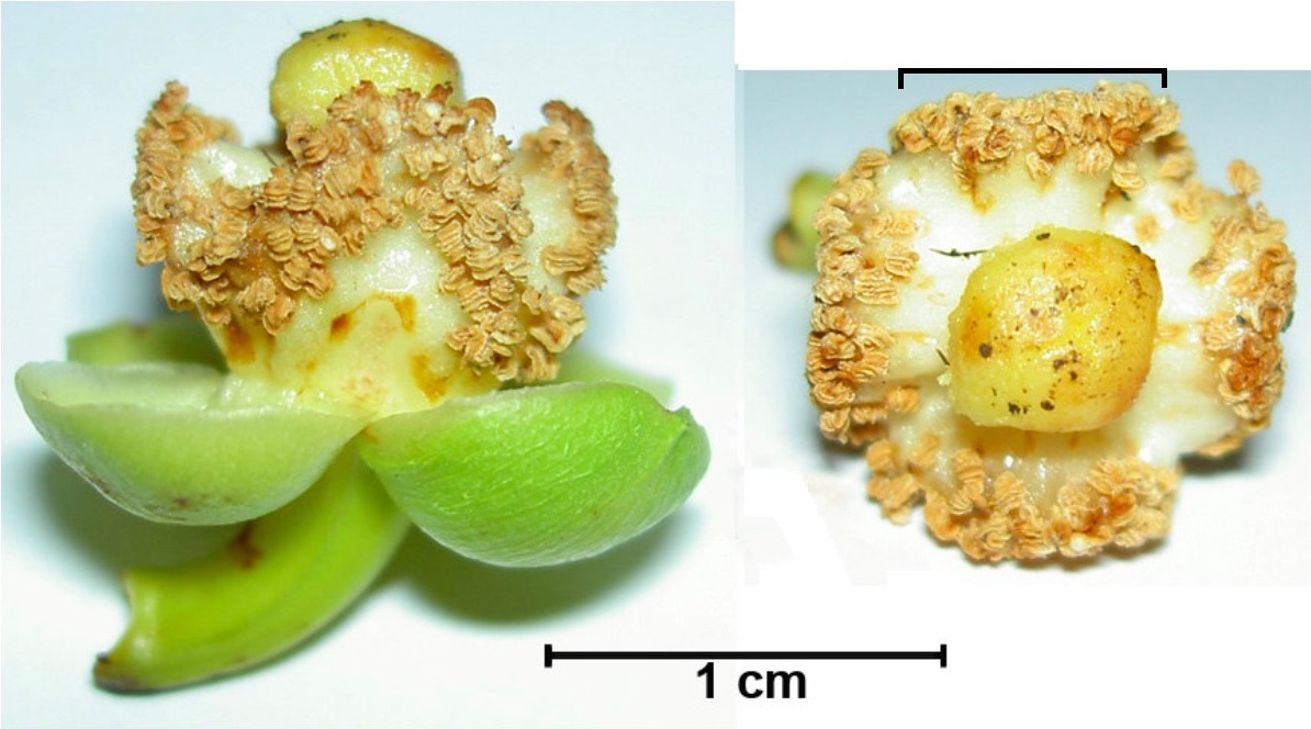 Male flowers Garcinia celebica_Nazre 2006 (annotated).jpg