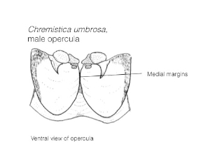 Male opercula Yaakop et al 2005 300.jpg