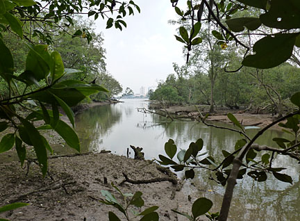 Mandai_mangrove.jpg