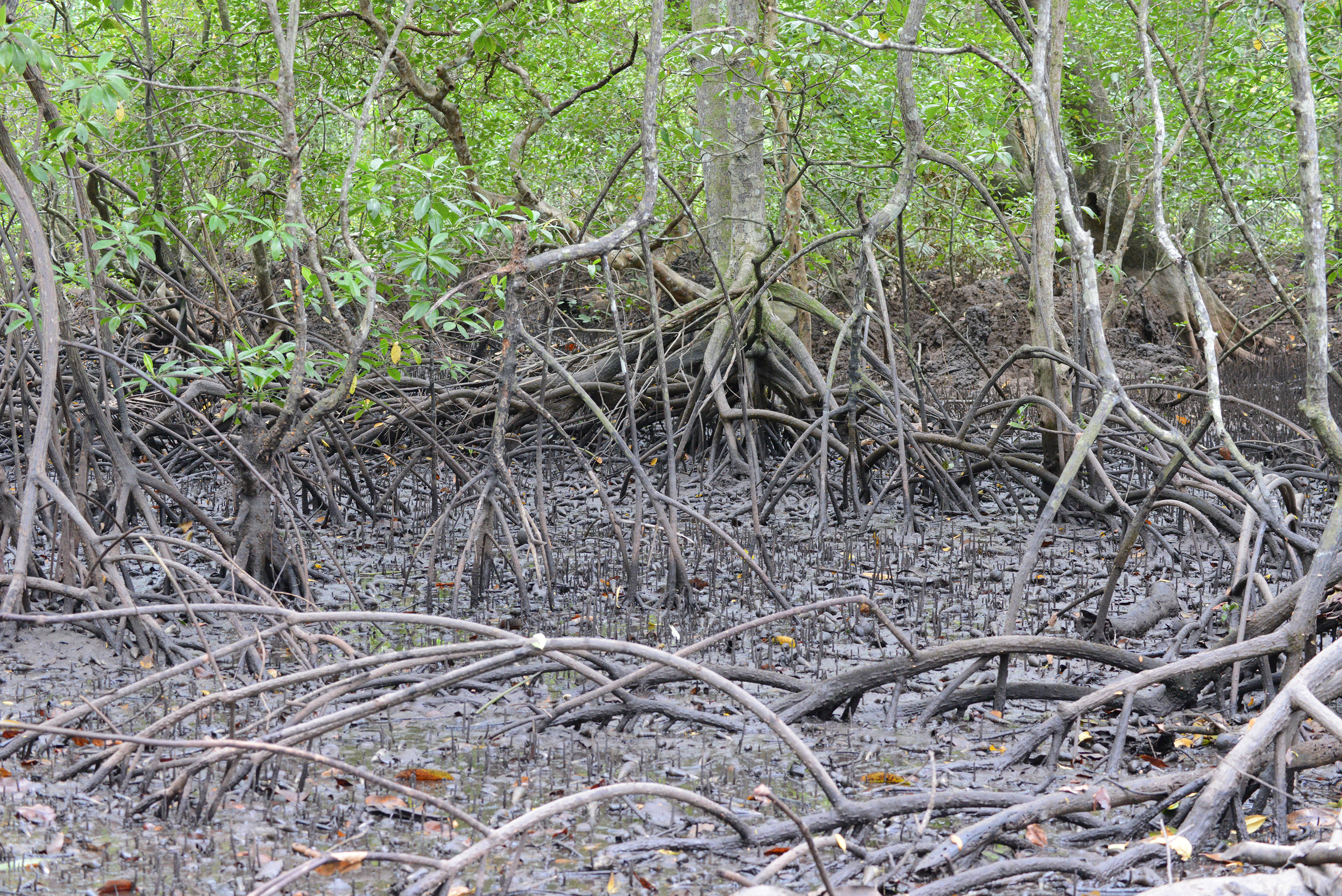 Mangrove@Bahahru-14Jul2014-01.jpg