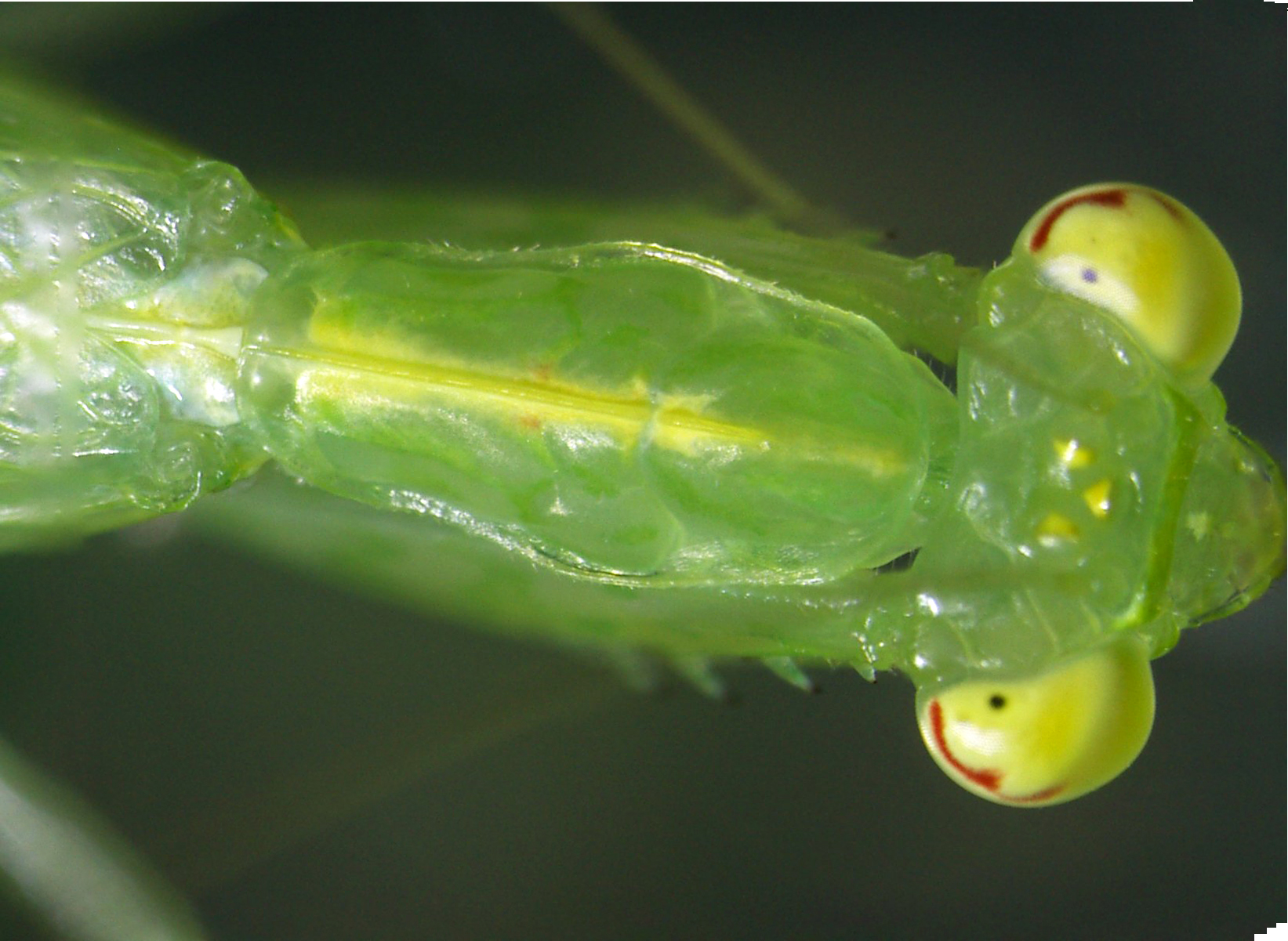 Mantis pronotum.jpg