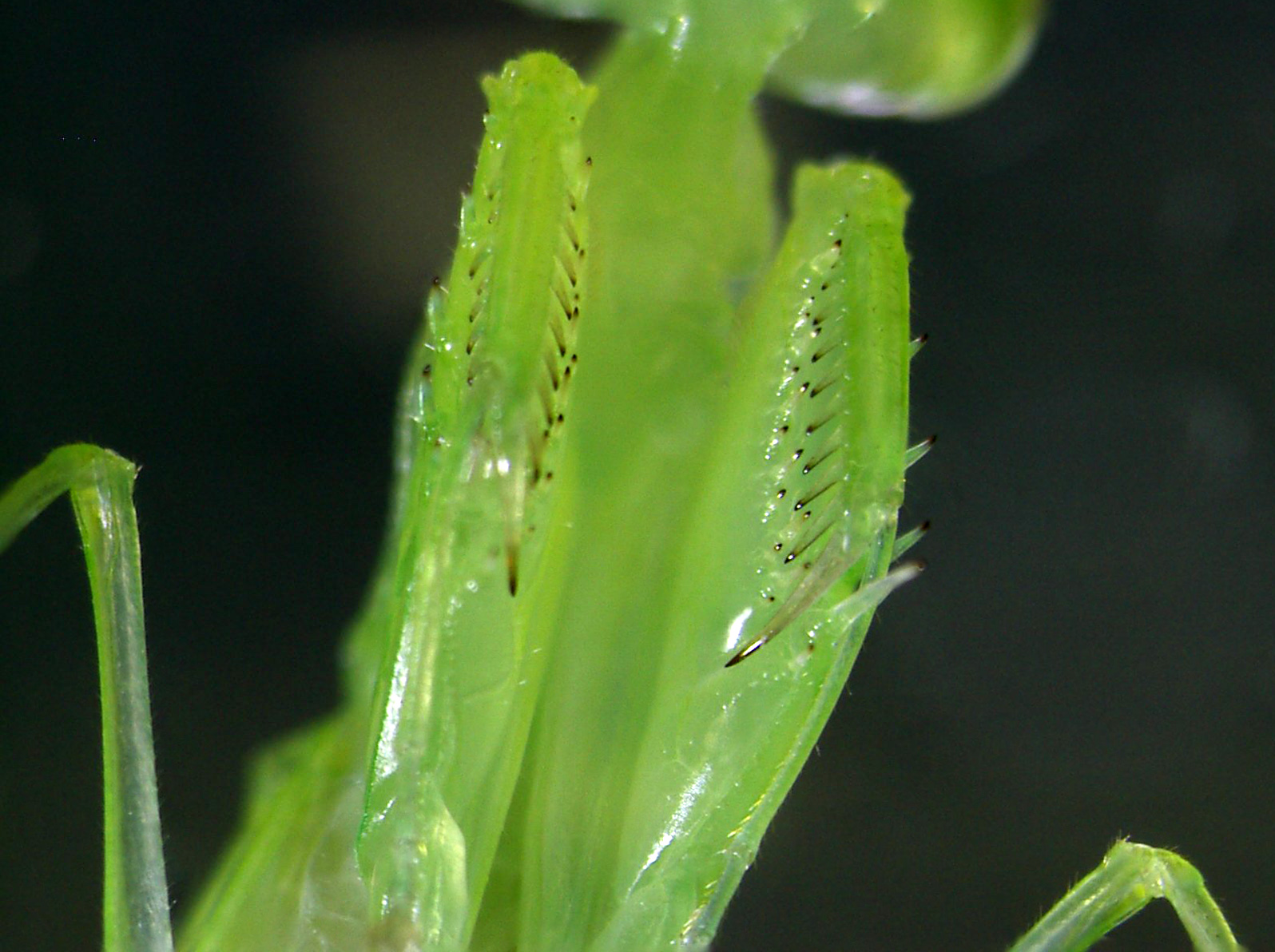 Mantis spiny forelegs.jpg