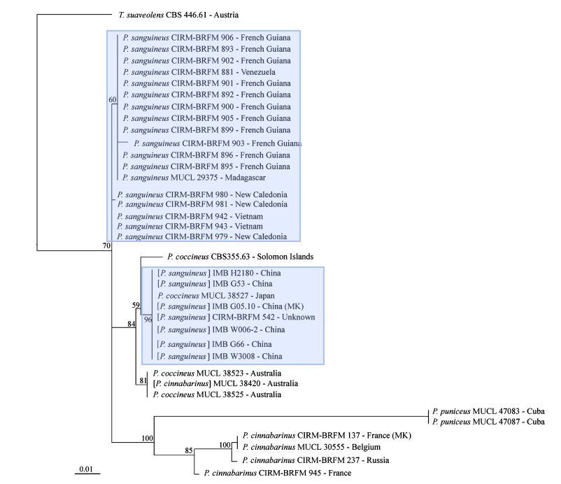 Maxlikelihood ITS1-5.8S-ITS2.png Maxlikelihood ITS1-5.8S-ITS2.png