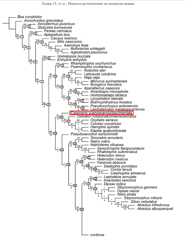 Molecular phylogeny of advanced snakes.png