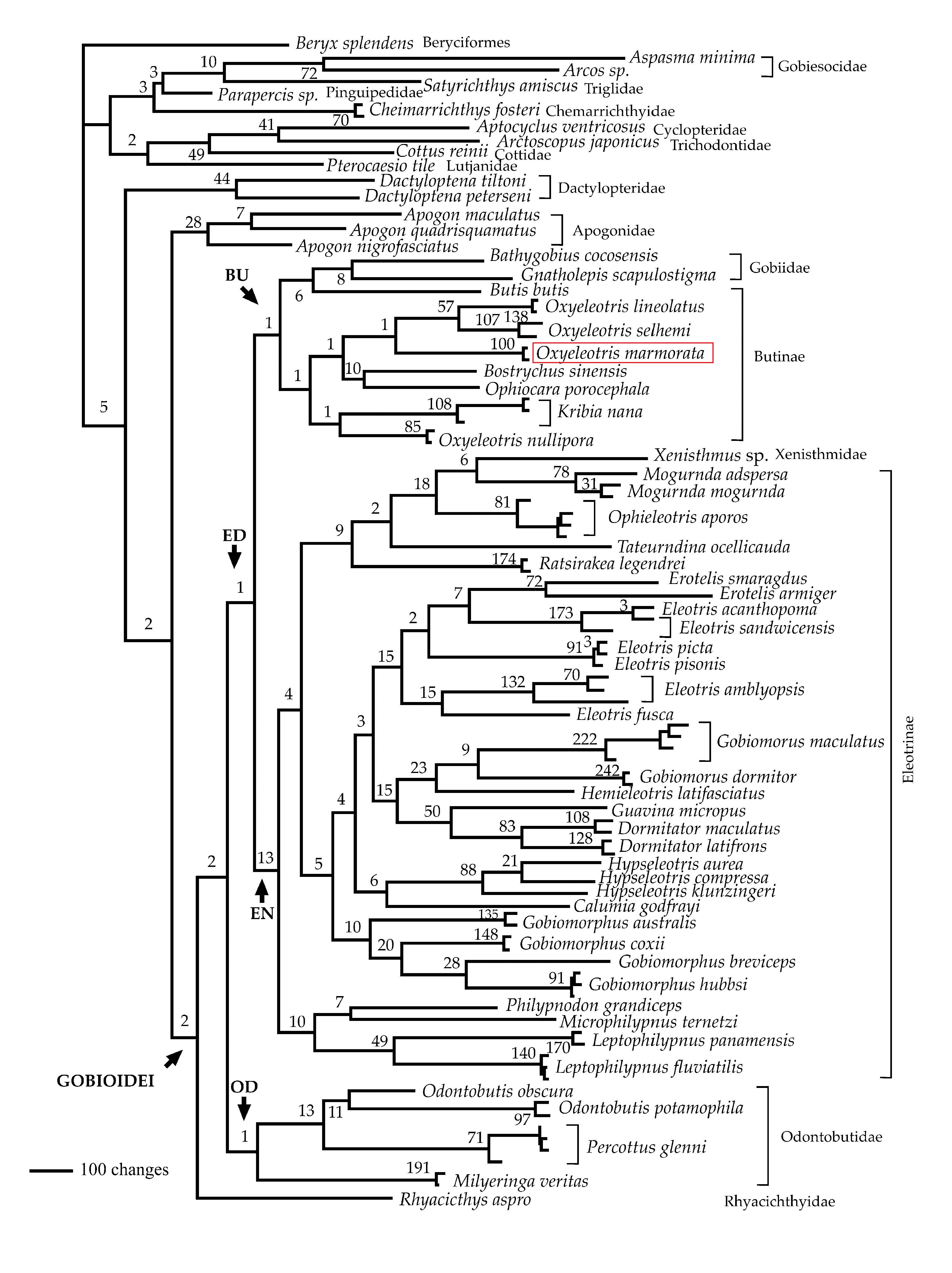 Molecular phylogeny of basal gobioid fishes 6234.jpg