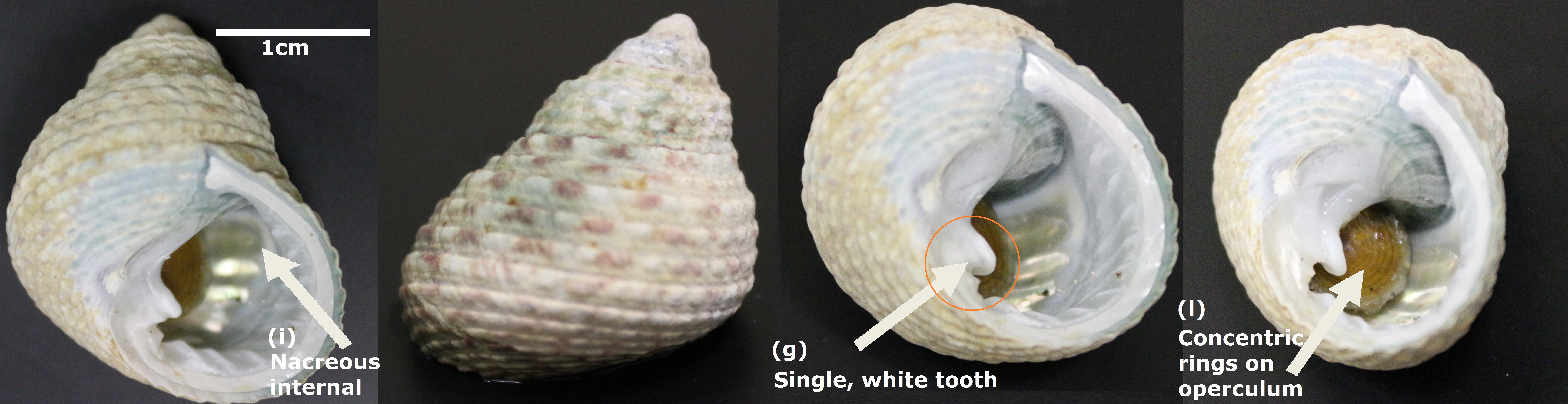 Monodontalabio shells with labels.jpg