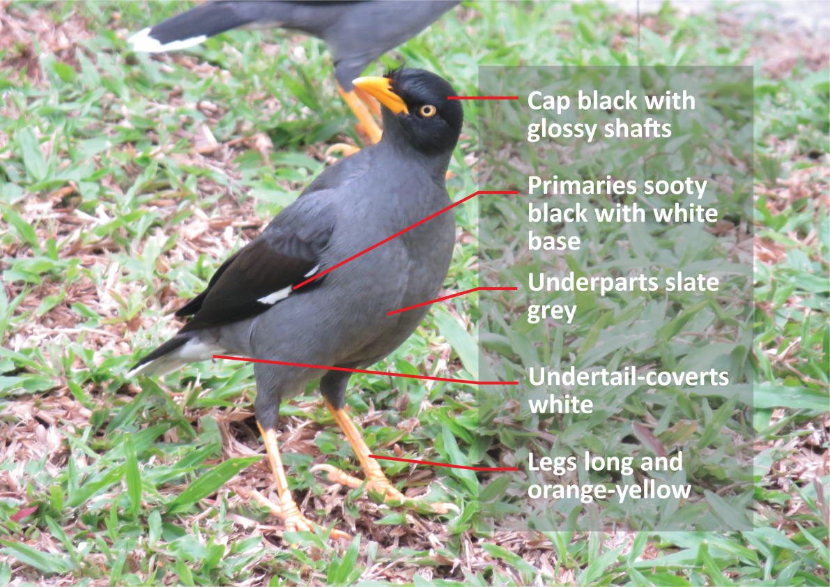 Myna-Parts-2.png