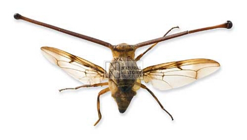 NaturalHistoryMuseum_PictureLibrary_056565_preview.jpg NaturalHistoryMuseum_PictureLibrary_056565_preview.jpg