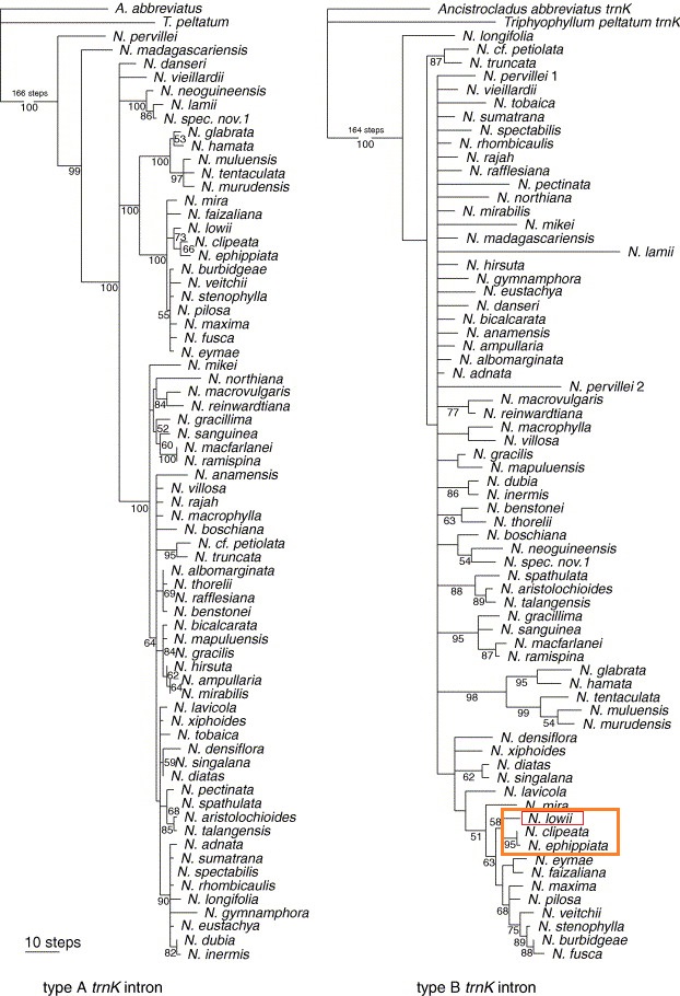 Nepenthes tree_wt.jpg